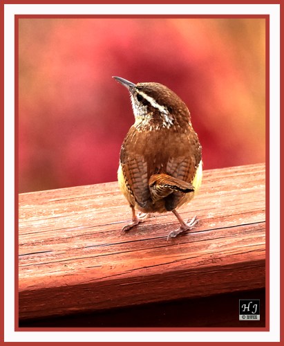 Carolina Wren --THRYTHORUS LUDIVICIANUS