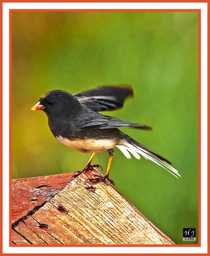Dark-eyed Junco --junco hyemalis