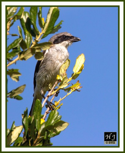 Loggerhead Shrike --LANDS LUDOVICIANUS
