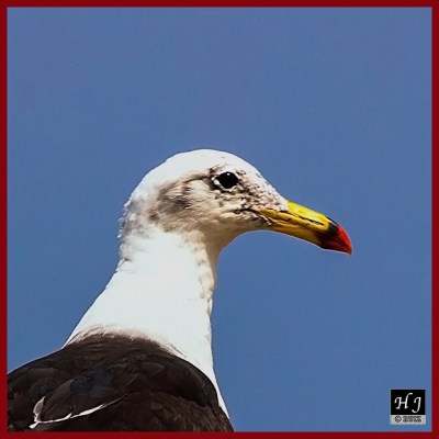 Peruvian Gull