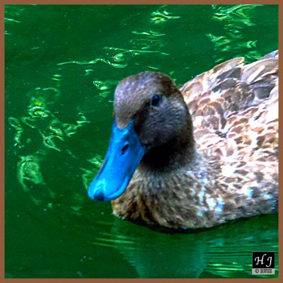 Ruddy Duck