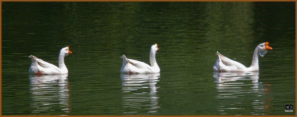 Domestic Gueese ---Click image for enlargement---