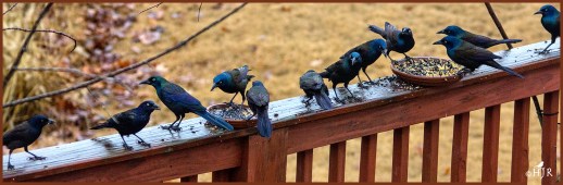 Common Grackles ---Click image for enlargement---