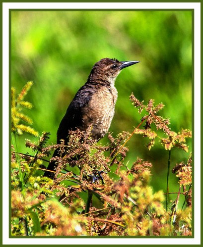 Boat-tailed Grackle --QUISCULA MAJOR