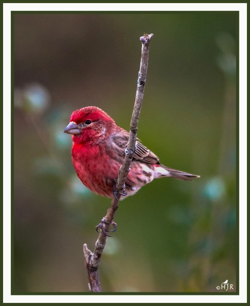 House Finch - HAEMORHOUS MEXICANUS