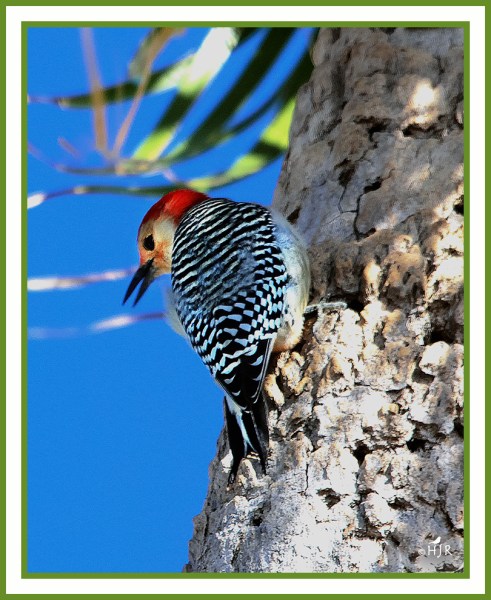 Red-bellied Woodpecker -- MELANERPES CAROLINUS