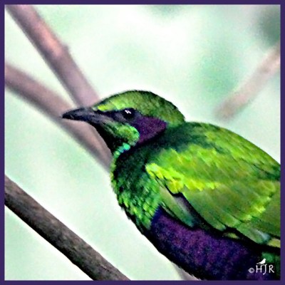 Emerald Starling