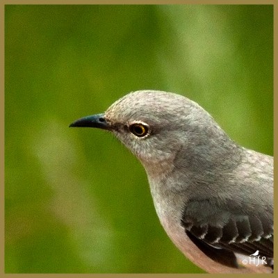 Northern Mockingbird