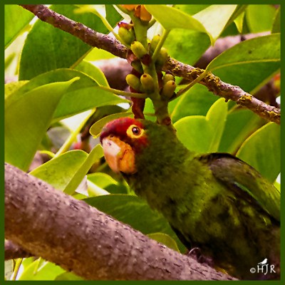 Red-masked Parakeet