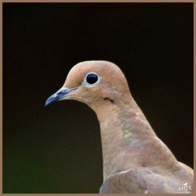 Mourning Dove