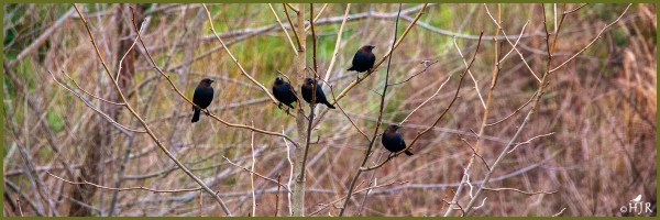 Brown-headed Cowbirds ---Click image for enlargement---