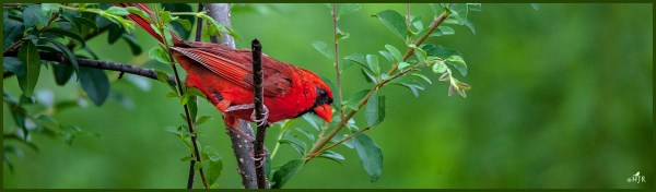 NorthernCardinal (M) ---Click image for enlargement---