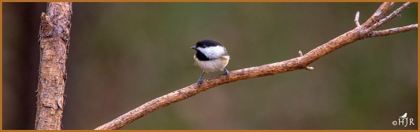 Carolina Chickadee ---Click image for enlargement---