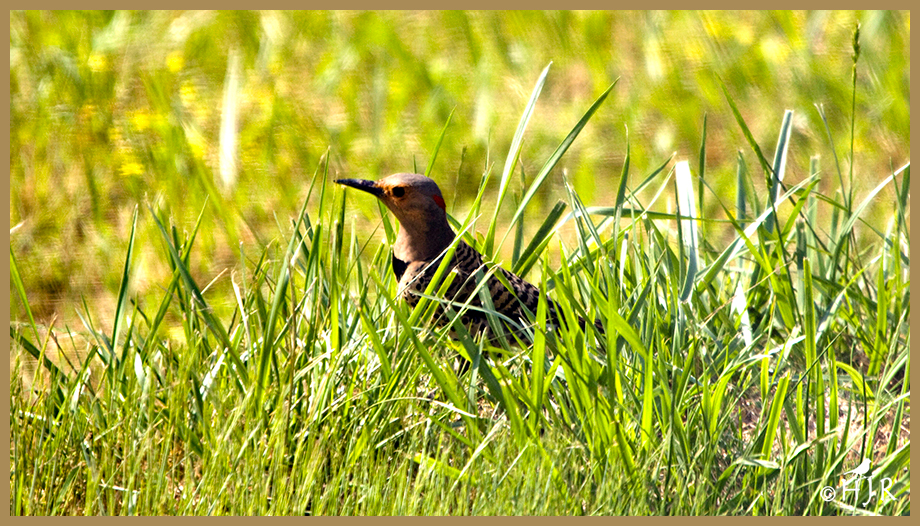 Northern Flicker