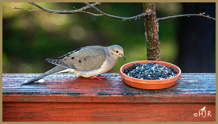 Mourning Dove