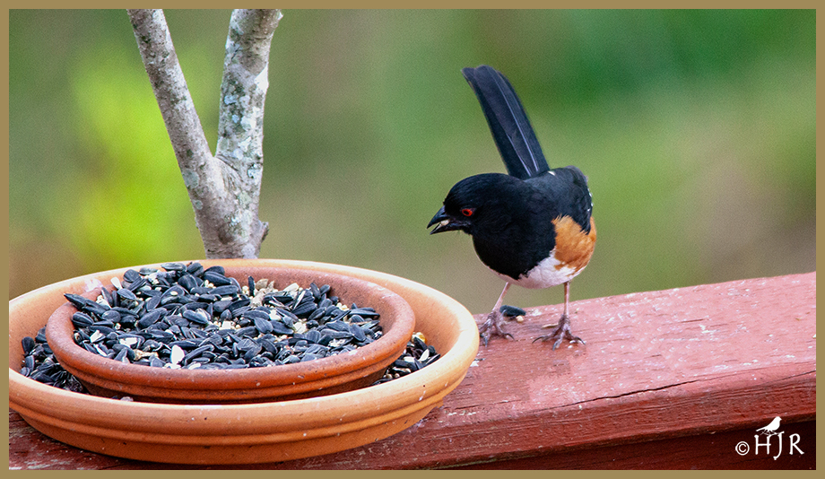 Eastern Towhee (M)