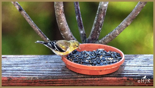 American Goldfinch (M)