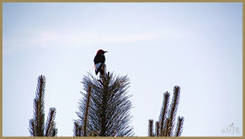 Red-headed Woodpecker