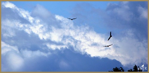 Turkey Vultures