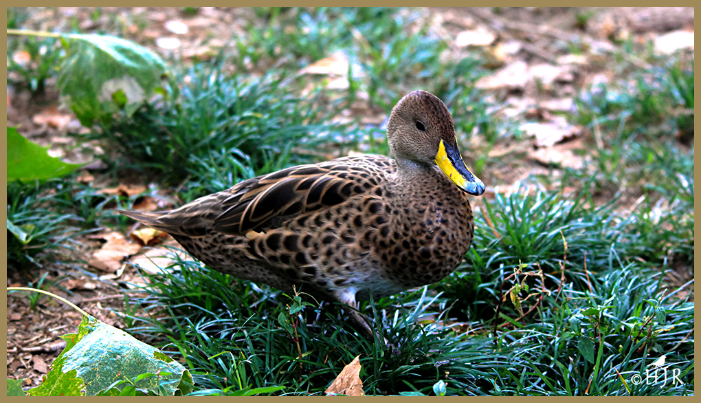 Chilean Pintail