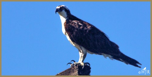 Osprey