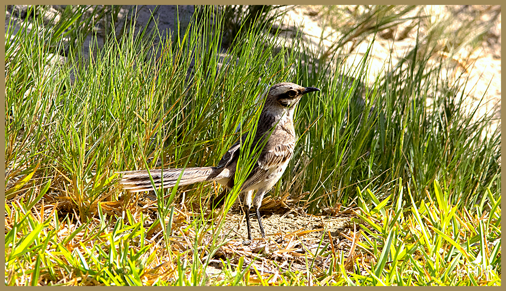 Long-tailed Mockingbird