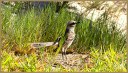 Long-tailed Mockingbird
