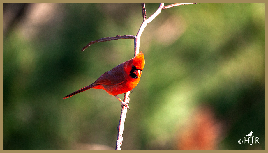 Northern Cardinal