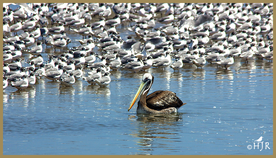 Peruvian Pelican
