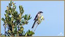 Loggerhead Shrike