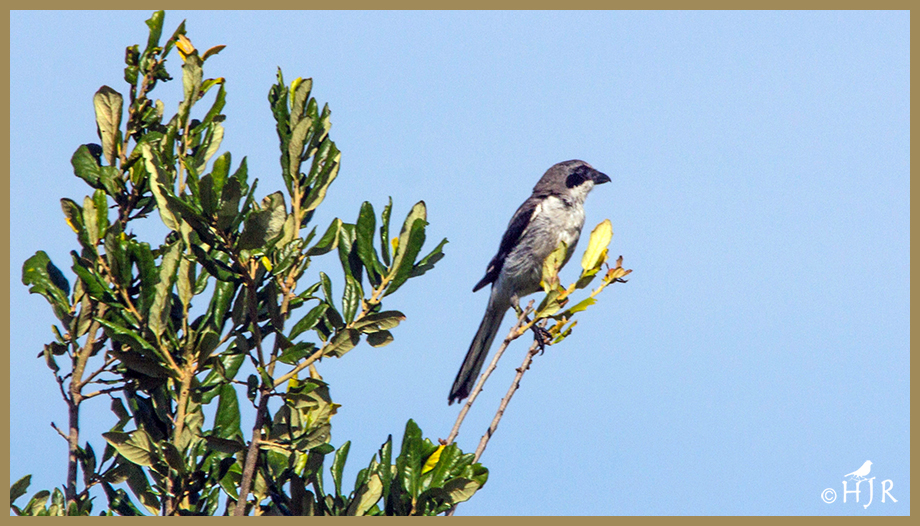 Loggerhead Shrike