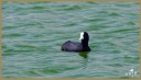 American Coot
