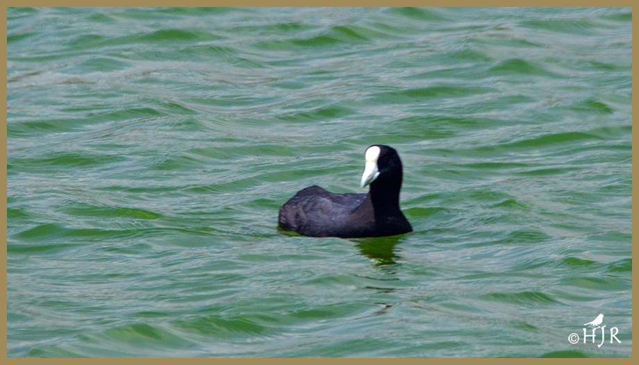 American Coot