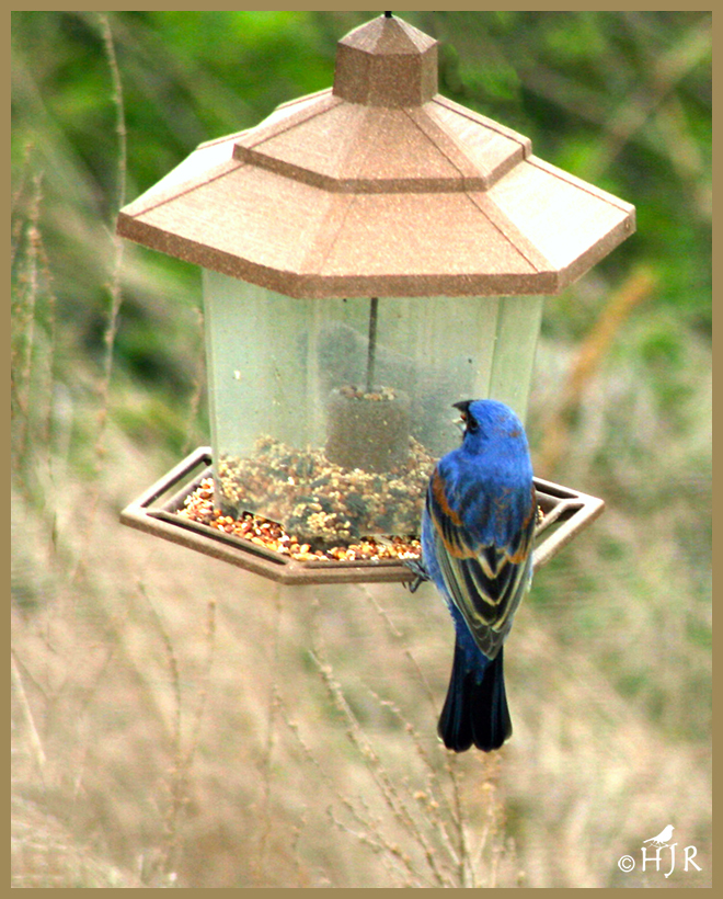 Blue Grosbeak