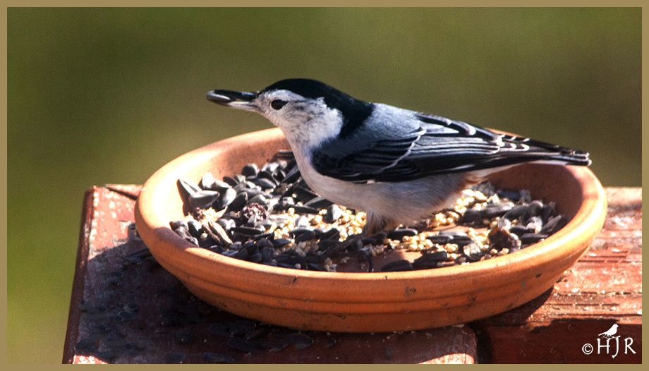 White-breasted Nuthatch