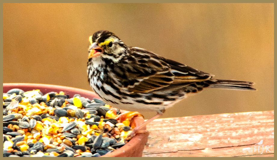 Savannah Sparrow