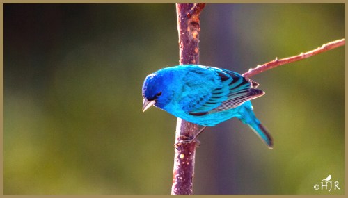 Indigo Bunting