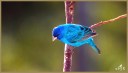 Indigo Bunting