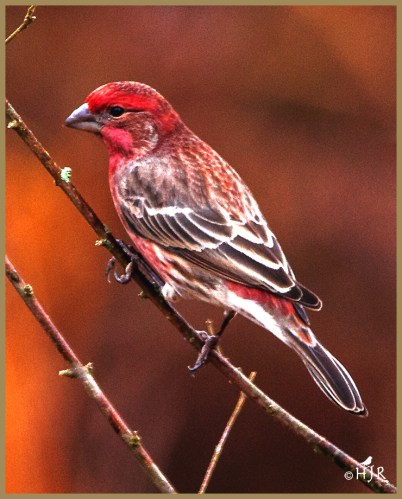 House Finch (M)
