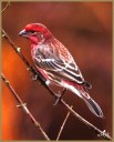 House Finch (M)