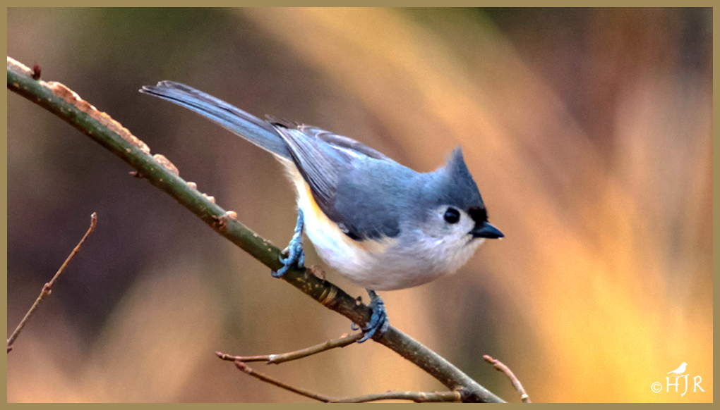 Tufted Titmouse