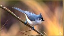 Tufted Titmouse