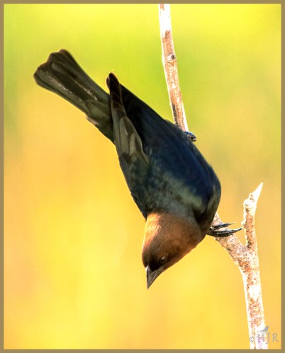 Brown-headed Cowbird