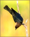 Brown-headed Cowbird