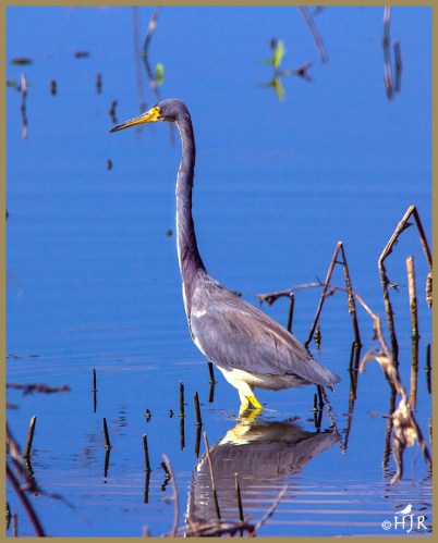 Tricolored Heron