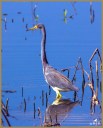 Tricolored Heron