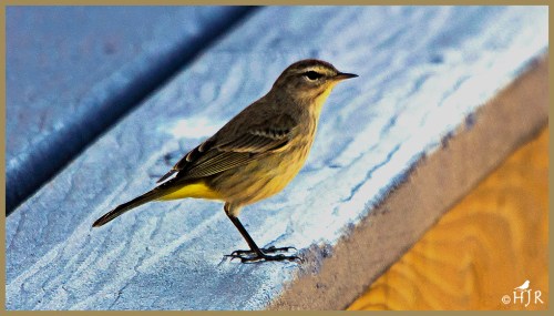Palm Warbler
