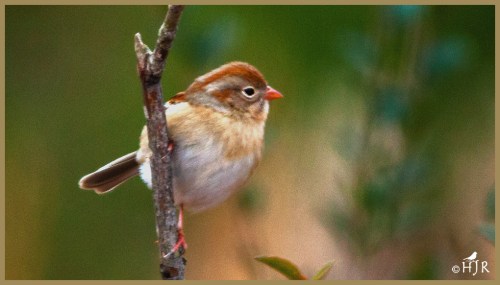Field Sparrow