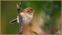 Field Sparrow