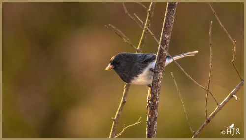 Dark-eyed Junco